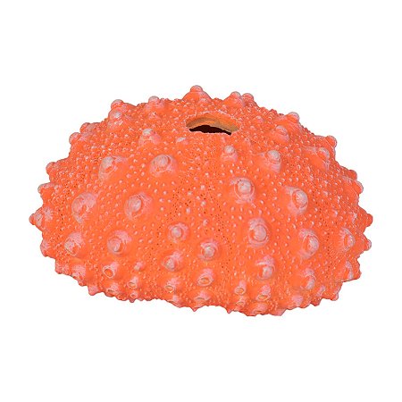 Coral Ouriço Do Mar Com Furo Vermelho TM-79C