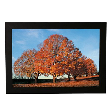 Quadro Decorativo Árvores Ypê