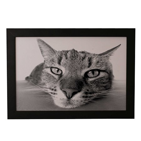 Quadro Decorativo Gato de Boa