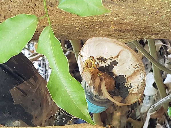 Isca pet vertical para capturas de abelhas nativas - já com feromônio e atrativo