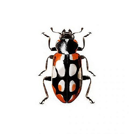 Biodefensivo Joaninhas REFIL Vivas Eriopis Connexa preta e branca - Defensivo Orgânico Natural Ecológico