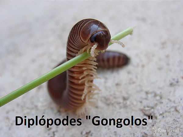 Bicho Vivo VermiCompostor - Minhocas Californianas - Africanas, Gongolos e Húmus