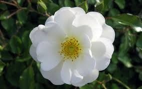 Rosas Brancas