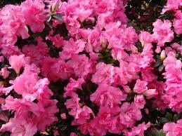 Azaleias 2