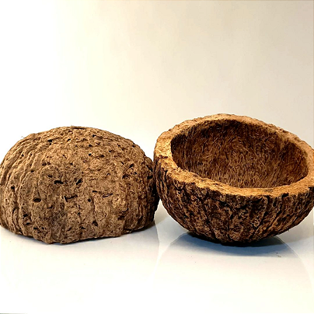 OURIÇO DE CASTANHA DO BRASIL IN NATURA - Extrativismo Vegetal / Manufatura Regional de Comunidades Ribeirinhas - Tam M (11x7cm) - CÓD: 1012