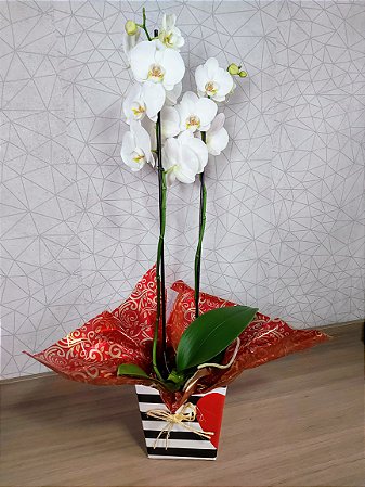 ORQUIDEA PHALAENOPSIS