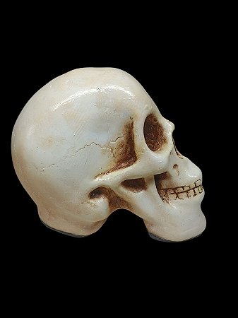 Crânio de Gesso Caveira cor natural