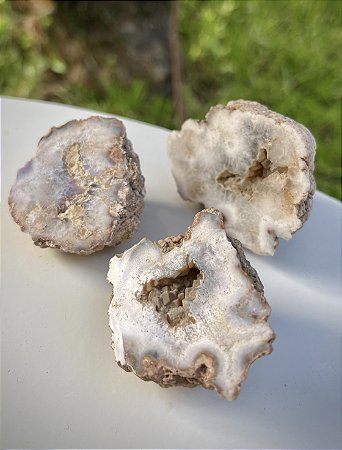 Geodo da Patagônia Médio - Bruto