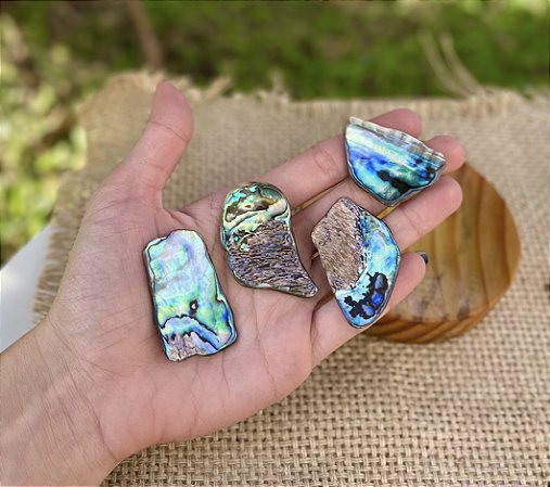 Abalone