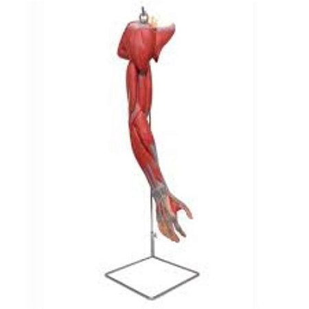Braço com Músculos, vasos, nervos em 6 partes, em PVC (Sdorf)
