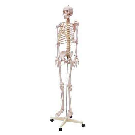 Esqueleto Humano Padrão de 1,70cm de Altura, em PVC, completo com todos os ossos, mod.: SD5000 (Sdorf)