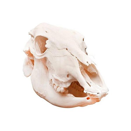 Esqueleto natural do crânio de boi (Bos Taurus), tamanho natural, unidade, mod.: SD-7502 (Sdorf)