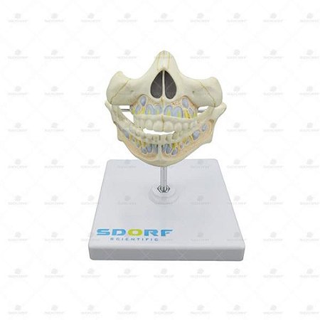 Modelo anatômico de dentição de leite em tamanho real, unidade, mod.: SD5059/I (Sdorf)
