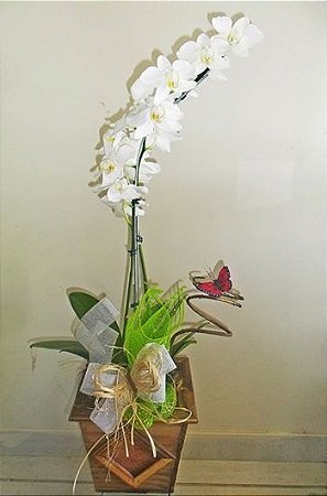 Orquídea phalaenopsis branca