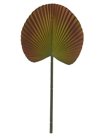 FOLHA LEQUE VERDE OLIVA 36cm