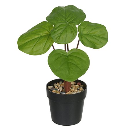PILEA TOQUE REAL PERMANENTE C/ POTE X5 VERDE 24CM FLORARTE