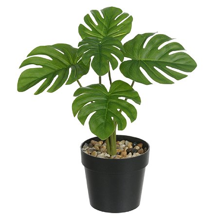 COSTELA DE ADAO TOQUE REAL PERMANENTE C/ POTE X5 VERDE 24CM
