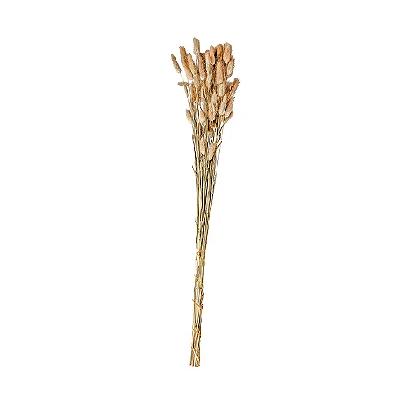 FLOR CAUDA DE COELHO PRESERVADA MART