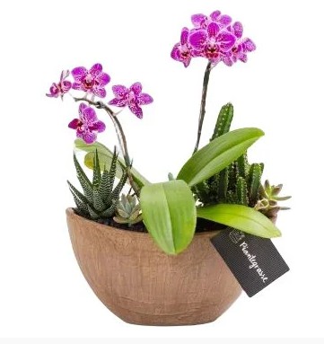 Arca com Mini Orquídeas, Cactos e Suculentas - Arranjos Florais