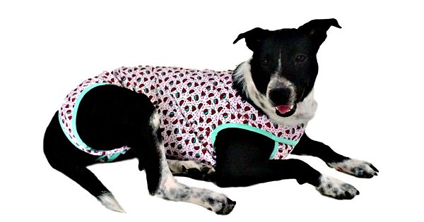 ROUPA PÓS CIRÚRGICA PARA CÃO FEMEA - escolha a variação