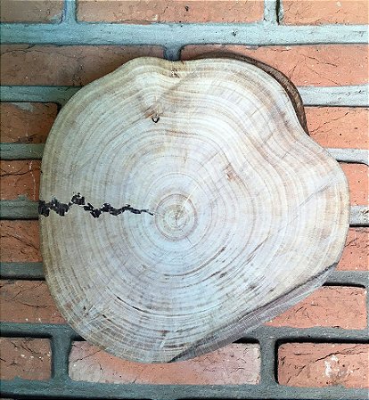 Bolacha de Ficus M