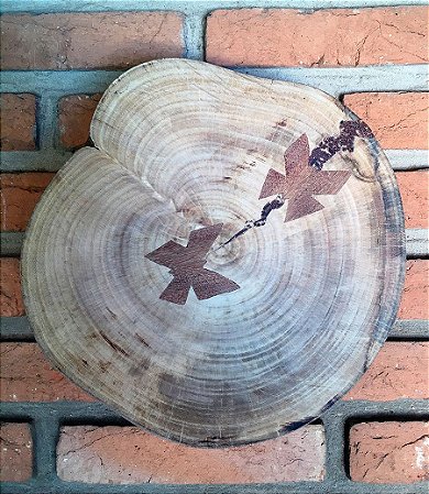Bolacha de Ficus G