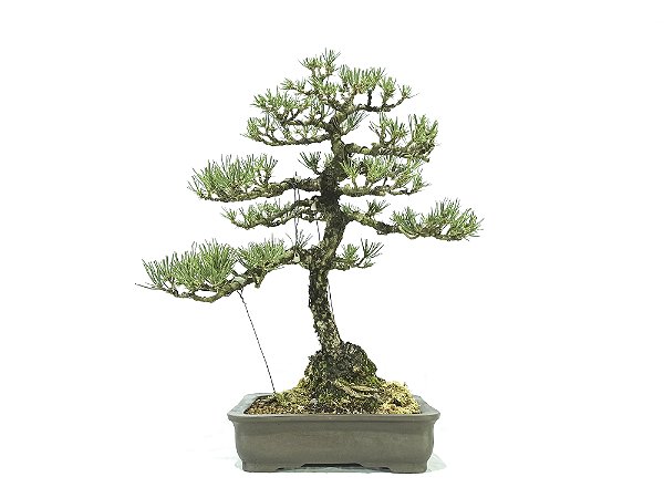 Bonsai Pinheiro Negro 36 Anos Masterpiece