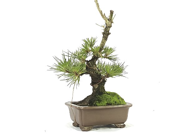 Bonsai Pinheiro Negro 9 Anos Masterpiece