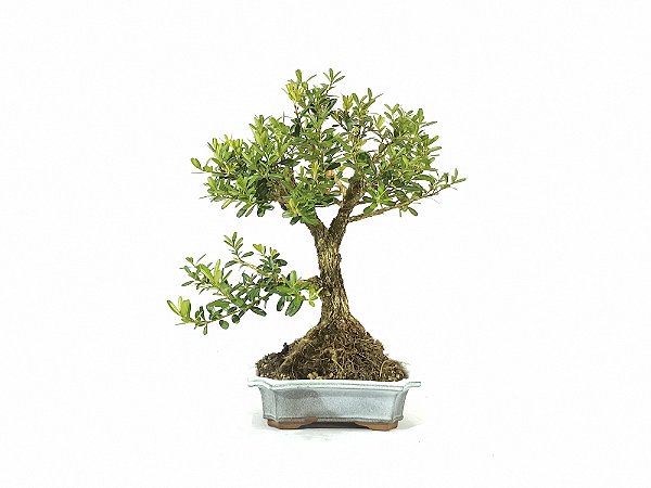 Bonsai Buxus Harlandii Altura 24cm Masterpiece