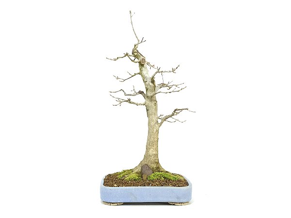 Bonsai Acer Tridente Altura 43cm Masterpiece