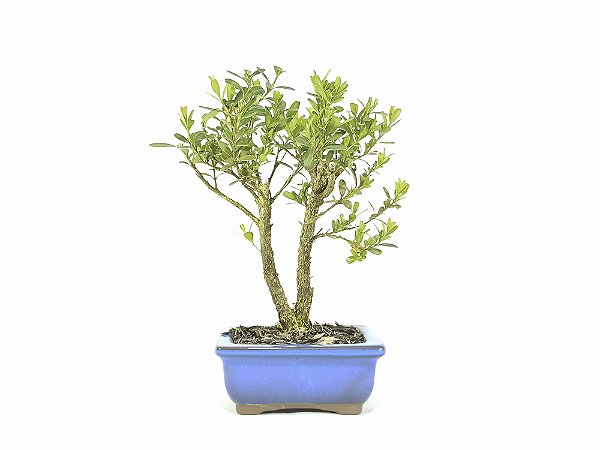 Bonsai Buxus Harlandii Altura 17cm