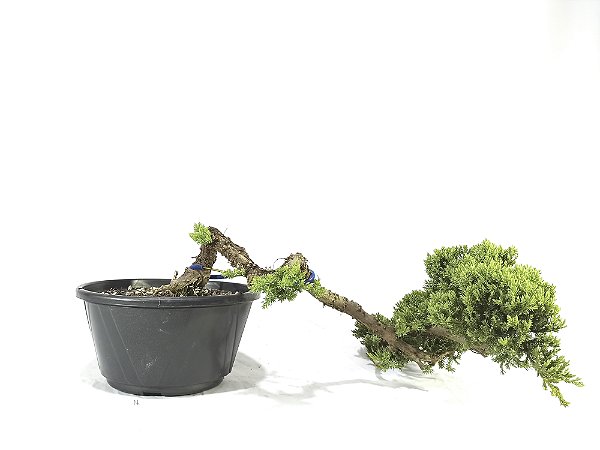 Pré Bonsai Cedro Jacaré 8 Anos