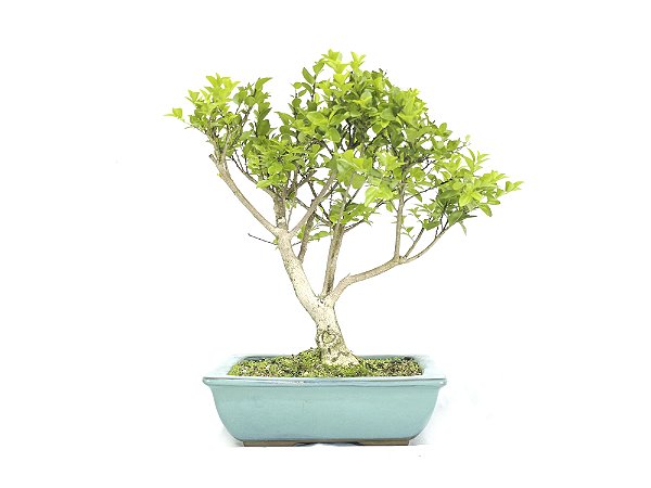 Bonsai Maitenus 27cm 6 Anos