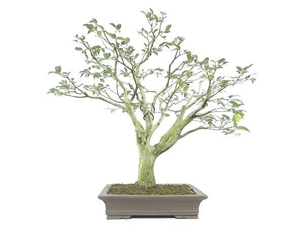 Bonsai Jabuticaba Sabará 18 Anos Masterpiece