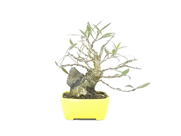 Bonsai Fícus Nerifólia 6 Anos