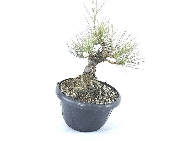 Pré Bonsai Pinheiro Negro 9 Anos