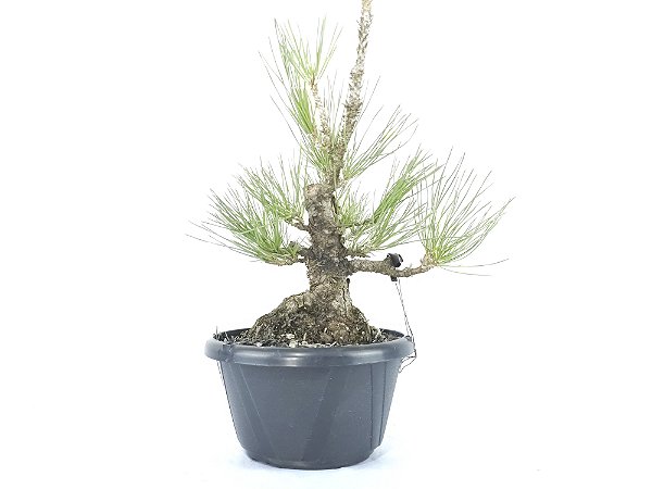 Pré Bonsai Pinheiro Negro 8 Anos