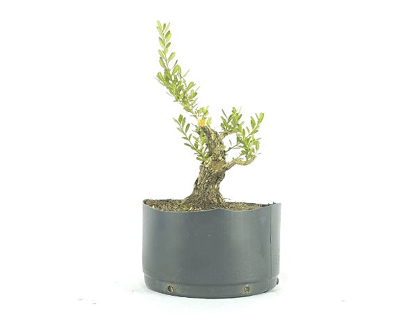 Pré Bonsai Buxus Harlandii 6 Anos