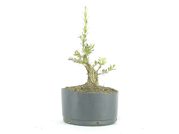 Pré Bonsai Buxus Harlandii 6 Anos