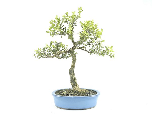 Bonsai Buxus Sempervirens 12 Anos