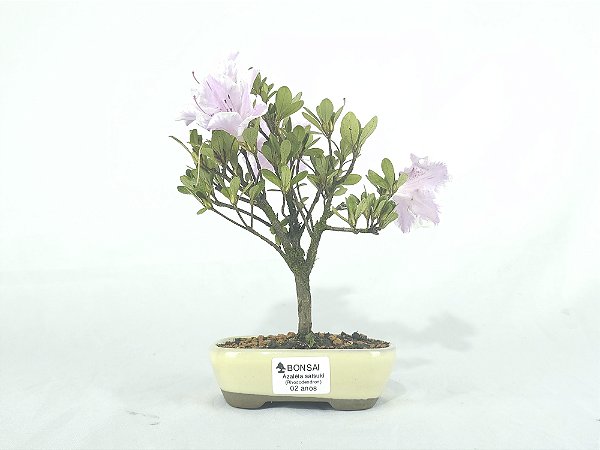 Bonsai Azaléia Satsuki 2 Anos