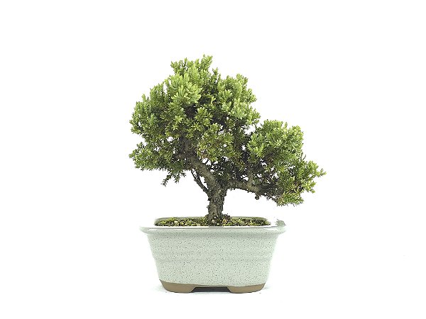 Bonsai Procumbens 4 Anos