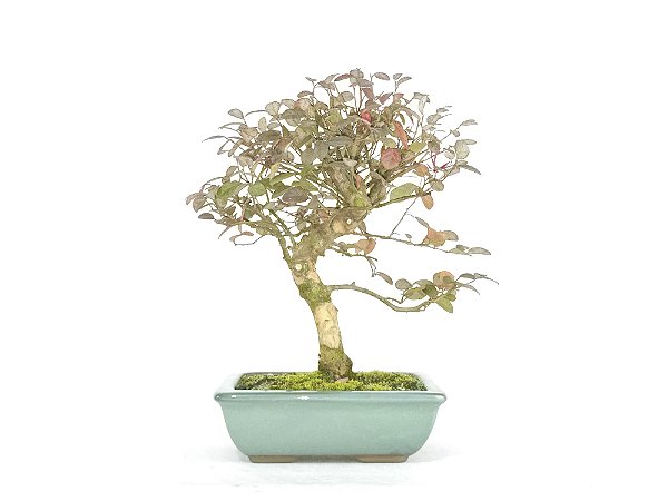 Bonsai Loropetalum RUBRUM 8 Anos