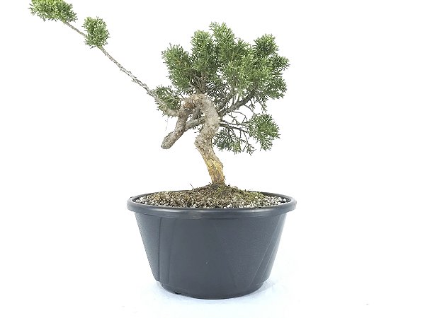 Pré Bonsai Shimpaku Kishu 7 Anos