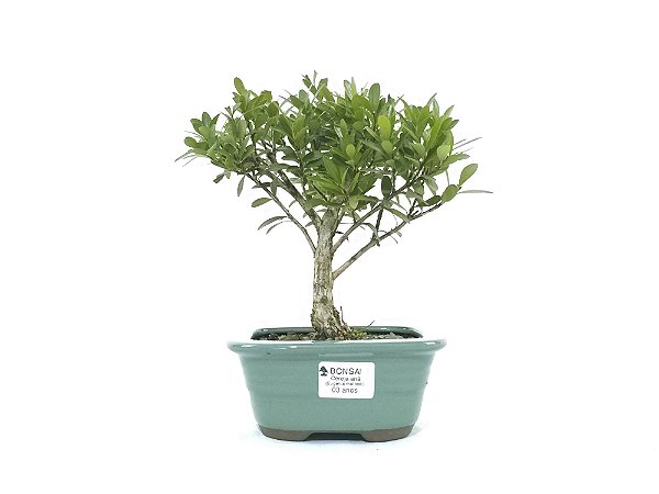 Bonsai Cereja 3 Anos