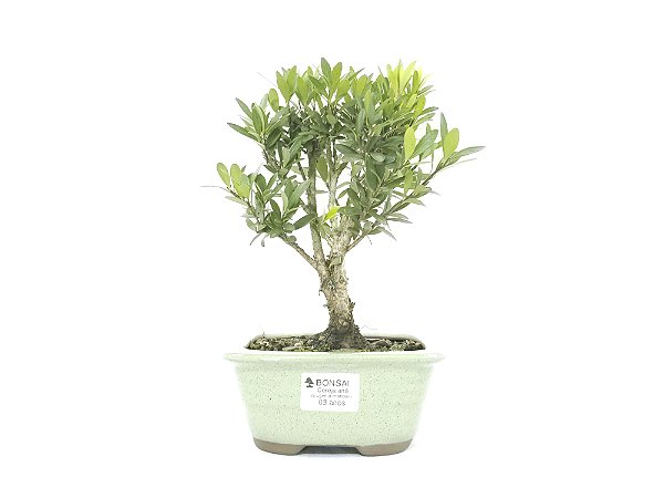 Bonsai Cereja 3 Anos