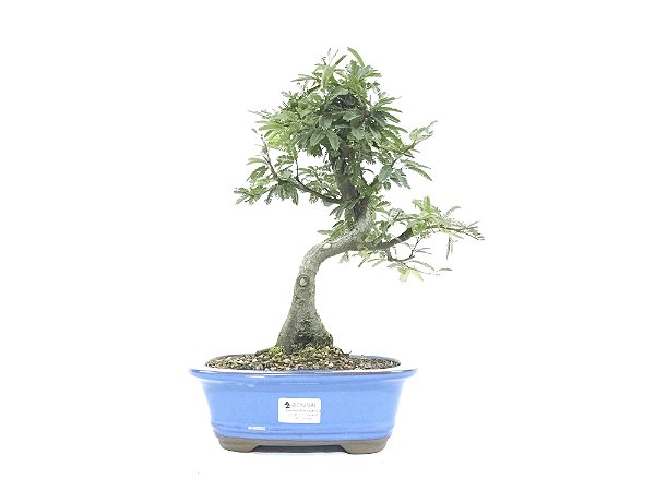 Bonsai Calliandra Branca 6 Anos