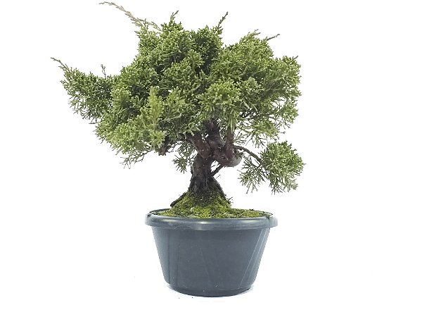 Pré Bonsai Shimpaku Kishu 9 Anos