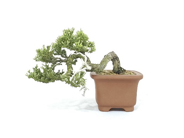 Bonsai Procumbens 7 Anos