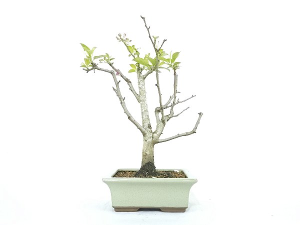 Bonsai Macieira anã 8 Anos